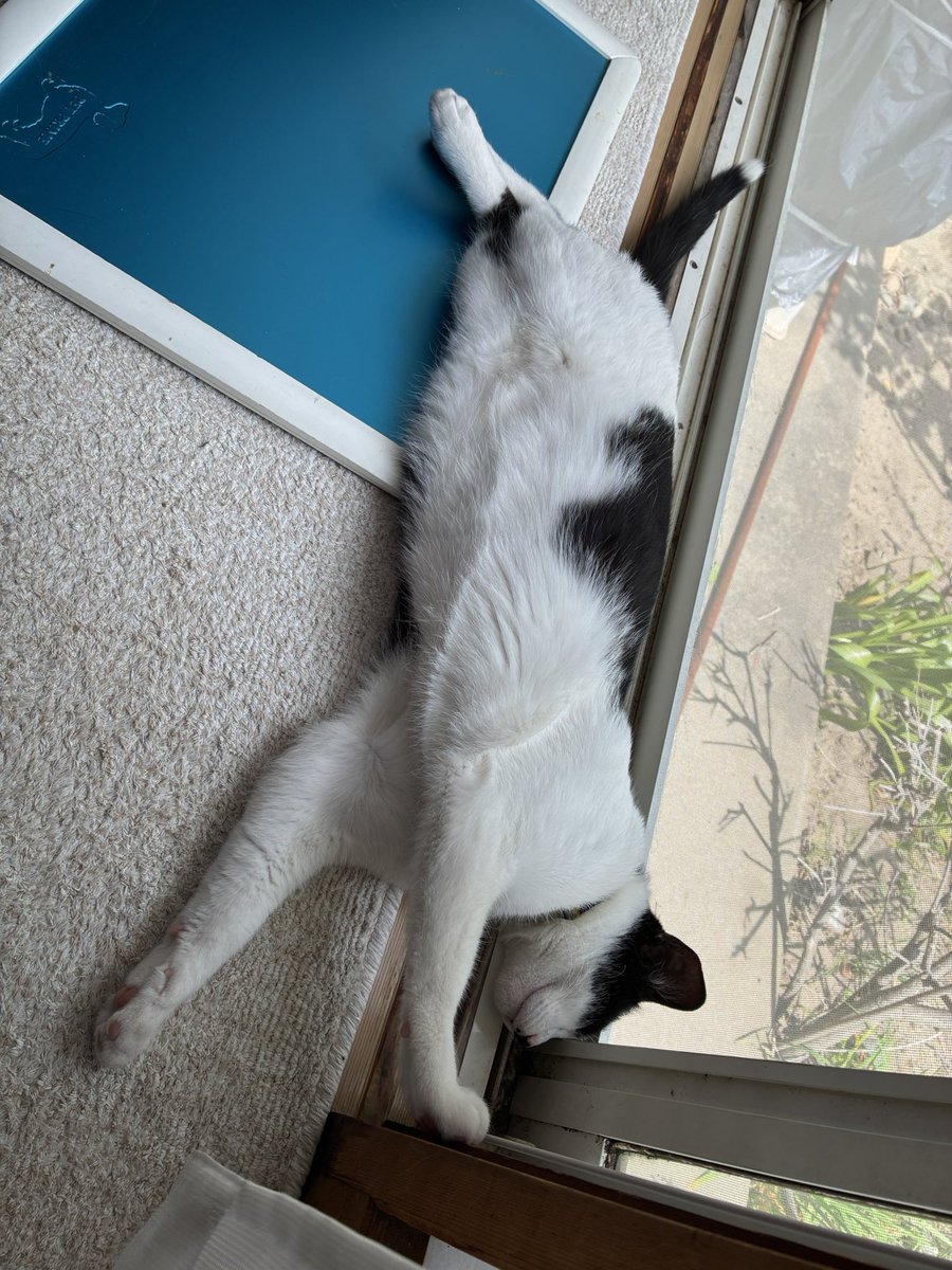 maru_mdr's tweet photo. 教の秋田市   日中 28度 気温があった
さすがの  若い猫さんも  伸びきって
動きが  いつもより 少ない
前の飼い猫に使っていた  夏用の
ヒンヤリボードを出してみた
乗ってる‼️ https://t.co/qkTF3E9Awk