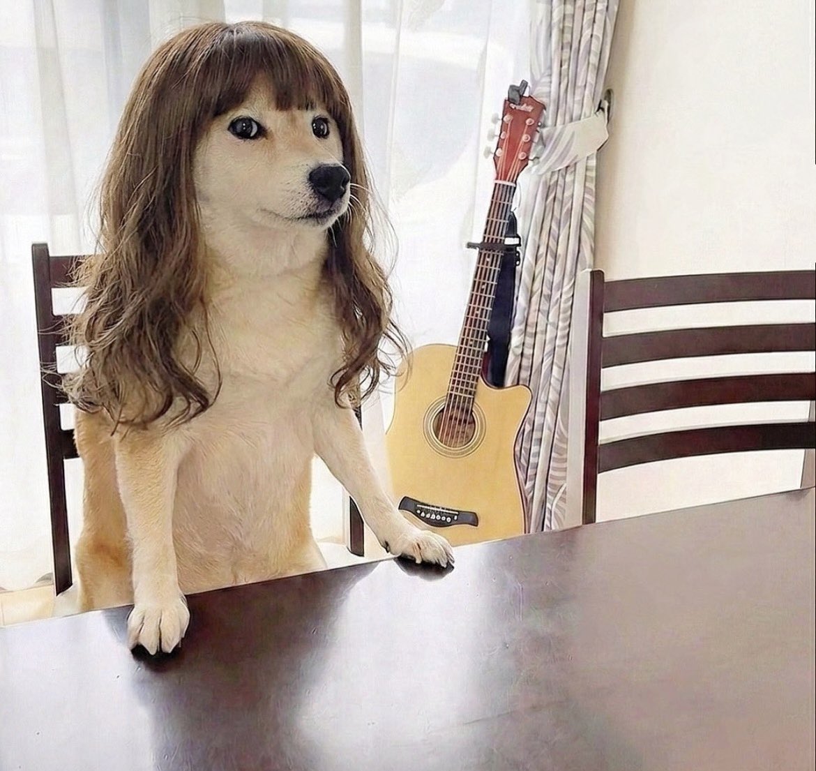 柴犬·͜·♡もも tweet media