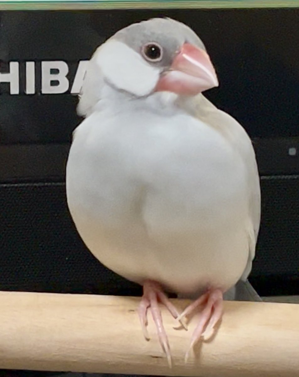 PiPi_Bunchou's tweet photo. 今日の銀ちゃん
三つ指ついてお行儀の良い銀ちゃん https://t.co/T2kPHOrkWu
