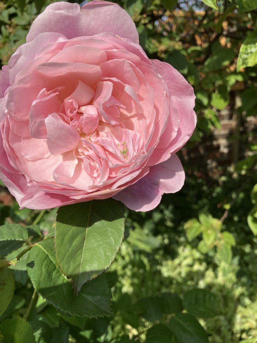 TonyClabby's tweet photo. @Andy6hutch wishing you a Happy Rose filled Birthday https://t.co/mCbzkCRwjr