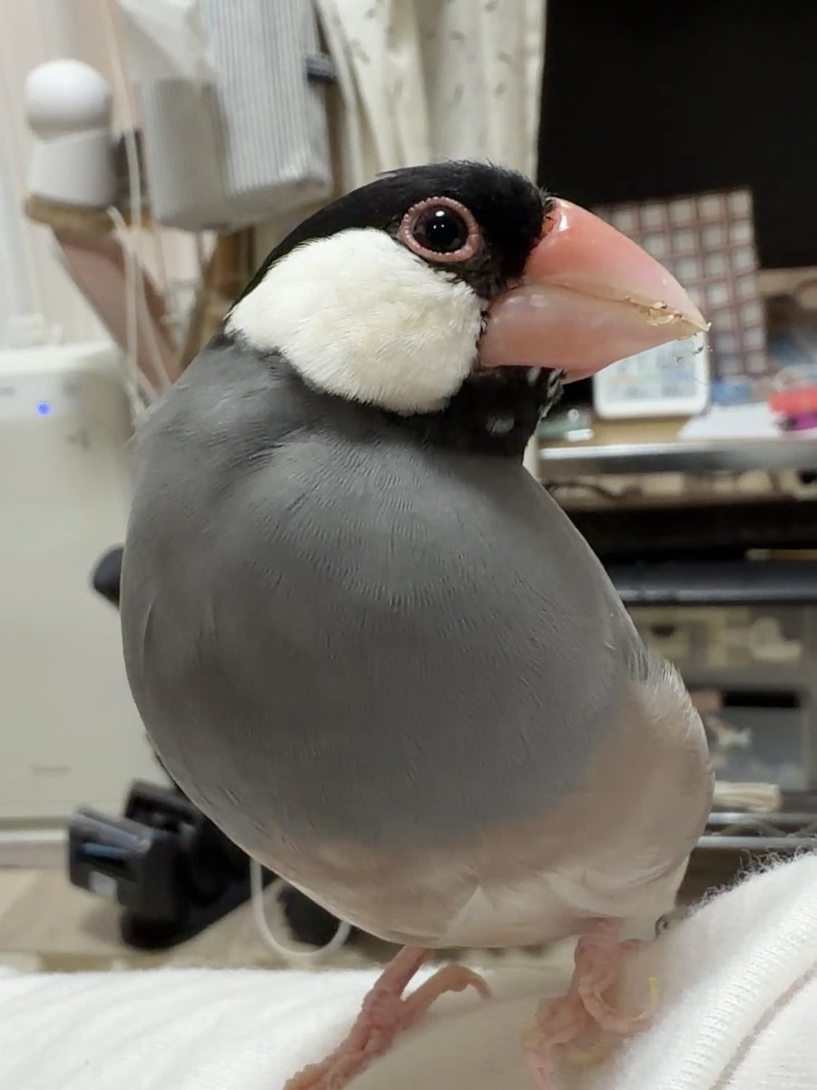 きこ tweet media