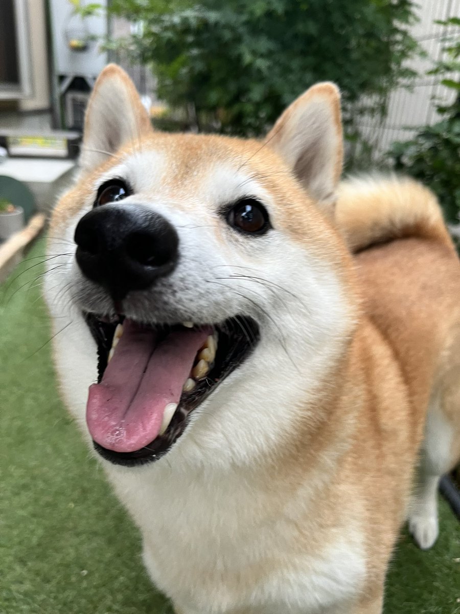 柴犬おとちゃん🐕6歳 (@0218_oto) / Posts / X