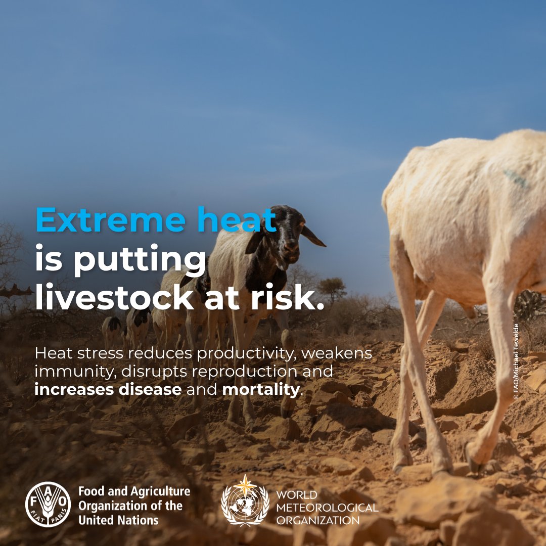 FAO's tweet photo. 🔥 Rising temperatures are exceeding the thermal safety margin of crops, livestock &amp; aquatic species.

Physiological stress can begin in the 25–35°C range during critical stages such as flowering &amp; reproduction.

More in @FAO-@WMO report👉 https://t.co/dyTg4xyBHp

#ExtremeHeat https://t.co/v4y8oF3fni