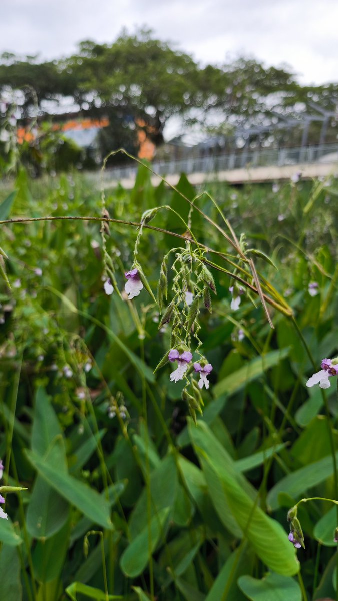 ULAshiro's tweet photo. 茎がギザギザになってる花 https://t.co/Tda8pWFwVU