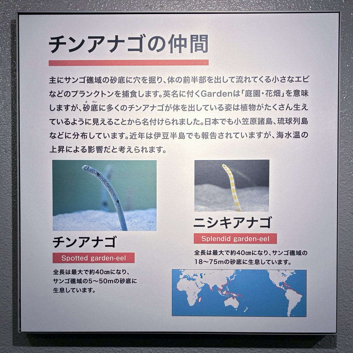 チンアナゴページ11400 しながわ水族館のちんあなご解説が新しくなっていました。 一昔前(十数