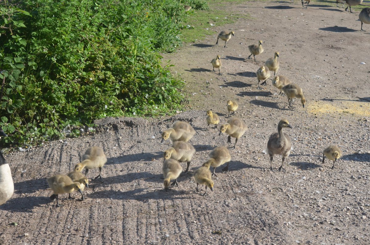 SWANWATCHUK tweet media