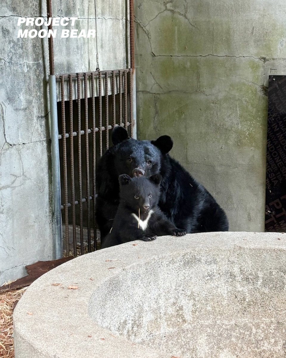 ProjectMoonBear's tweet photo. https://t.co/VDg39EfdW2
