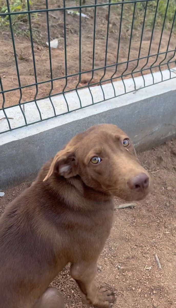 Happy Doggo Thailand tweet media
