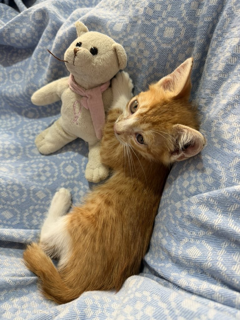 mintandhint's tweet photo. زغلول ذكر عمره شهر للتبني نظيف وبيعمل الليتر بوكس ويأكل dry food kitten وحنون وحبوب وجاهز لبيت يحضنه ويقضي حياته معهم https://t.co/Y21SRrB1HK