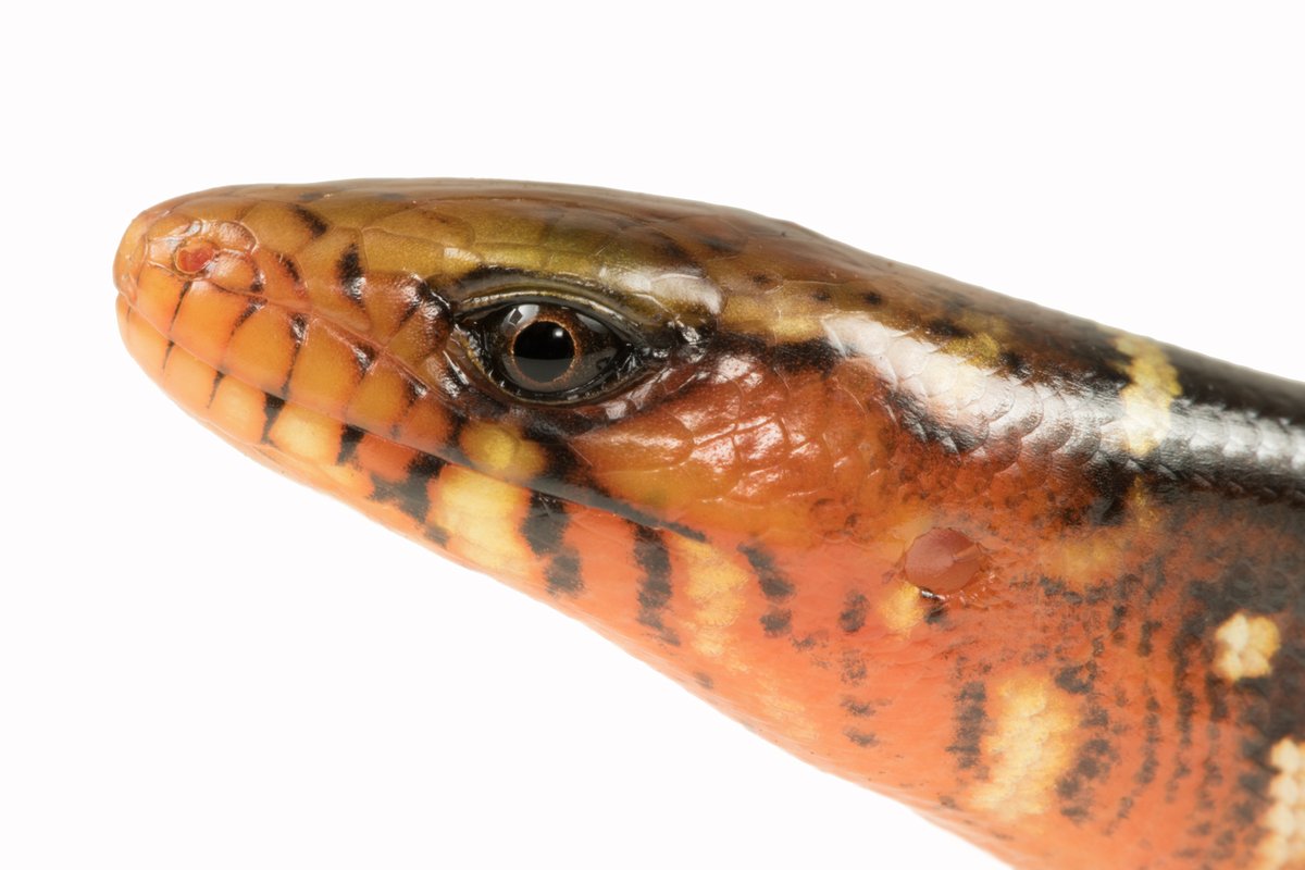 bioweb9's tweet photo. La especie del día 🦎
Diploglossus monotropis habita bosques húmedos desde Nicaragua hasta Ecuador. La deforestación y la persecución por creencias erróneas, como pensar que es venenosa, amenazan sus poblaciones 🌿
📸 Diego Quirola
🔗 https://t.co/2QKbFOTQdc

#biodiversidad https://t.co/N5SzM0naPU