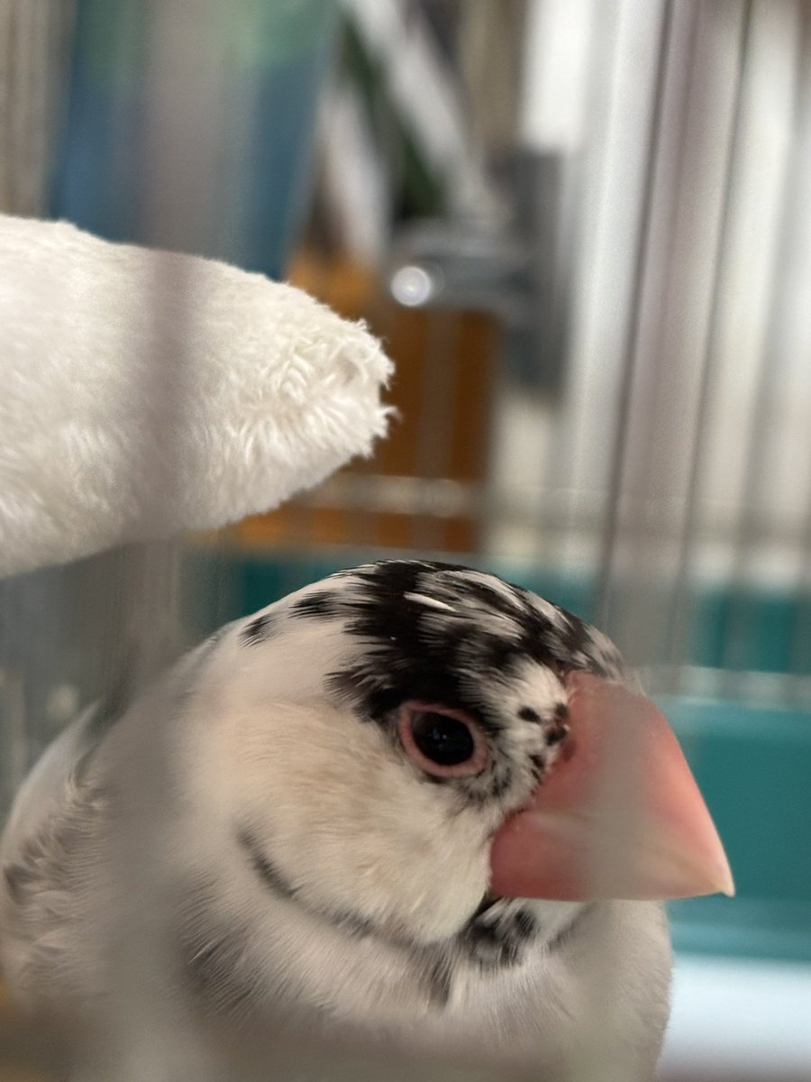 hide04742's tweet photo. うちの桜文鳥はひとりっ子だから、ふろしき文鳥さんをカゴの外に置いて、お手手を入れている。すっかり懐いて、頭ポンポンされてまったりしている。 https://t.co/Yso9Q2G7Cl