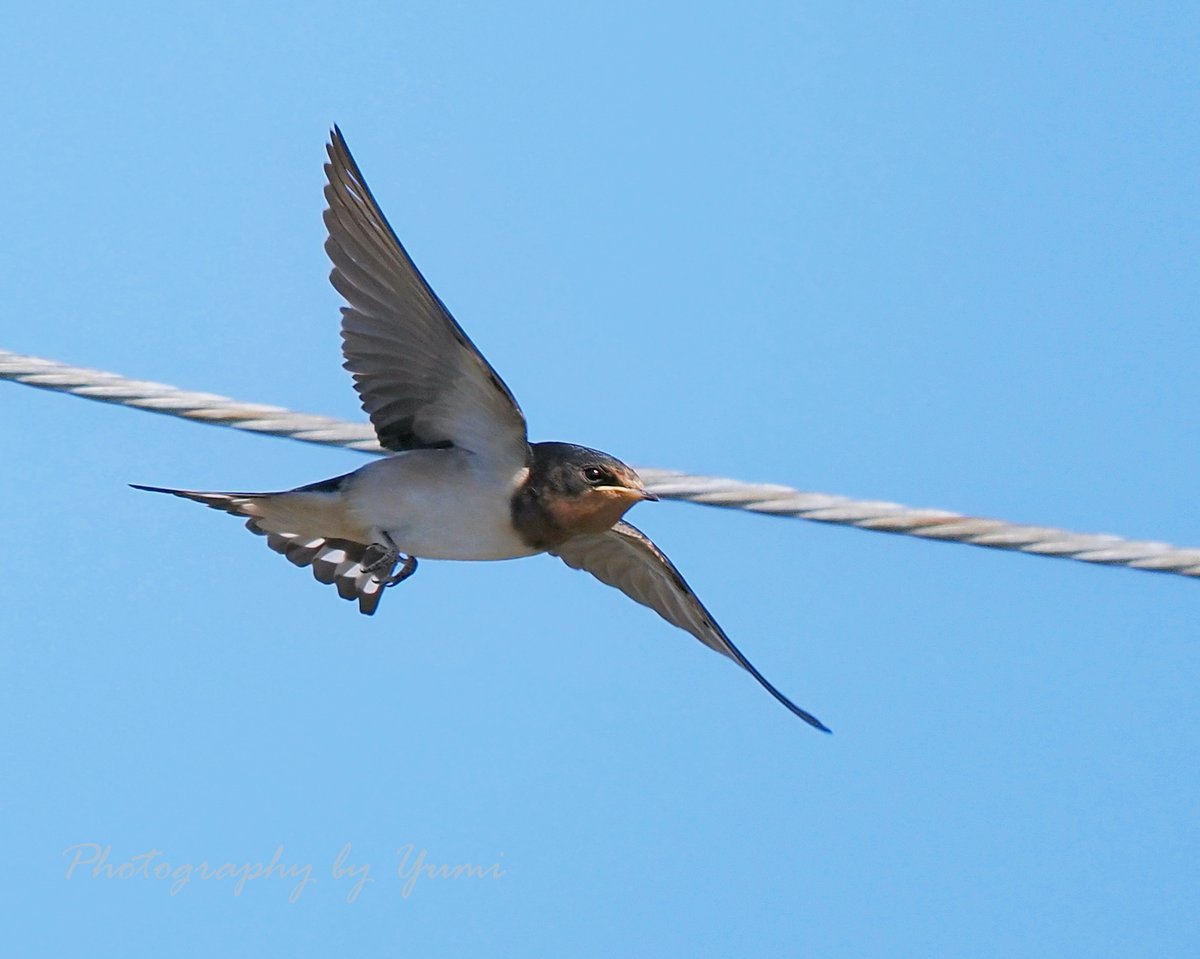 Mei0142ravi's tweet photo. 💙🤎#ツバメ 🤎💙
飛びま~す❣️
2026.05.25(月)撮影
#barnswallow
#野鳥写真 #鳥撮り #野鳥撮影 https://t.co/OtGZ7Uk6Bx