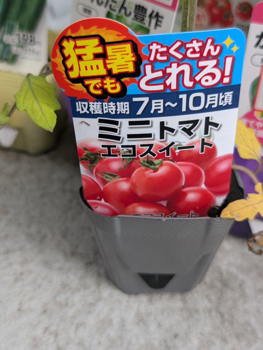 休まずなり続けます！」ってポップとともに置いてあって、社畜感を感じ