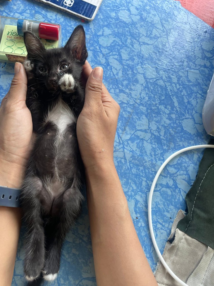 คือผมต้องทราบไหม 🐈⬛ tweet media