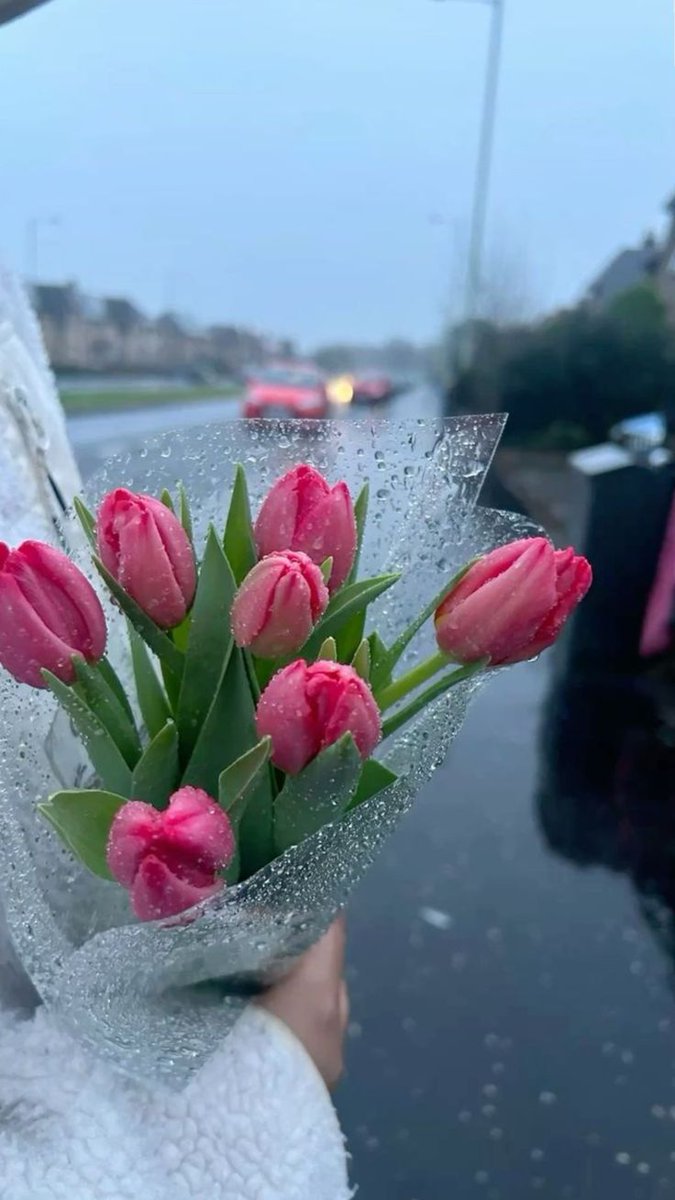 Only Tulips tweet media