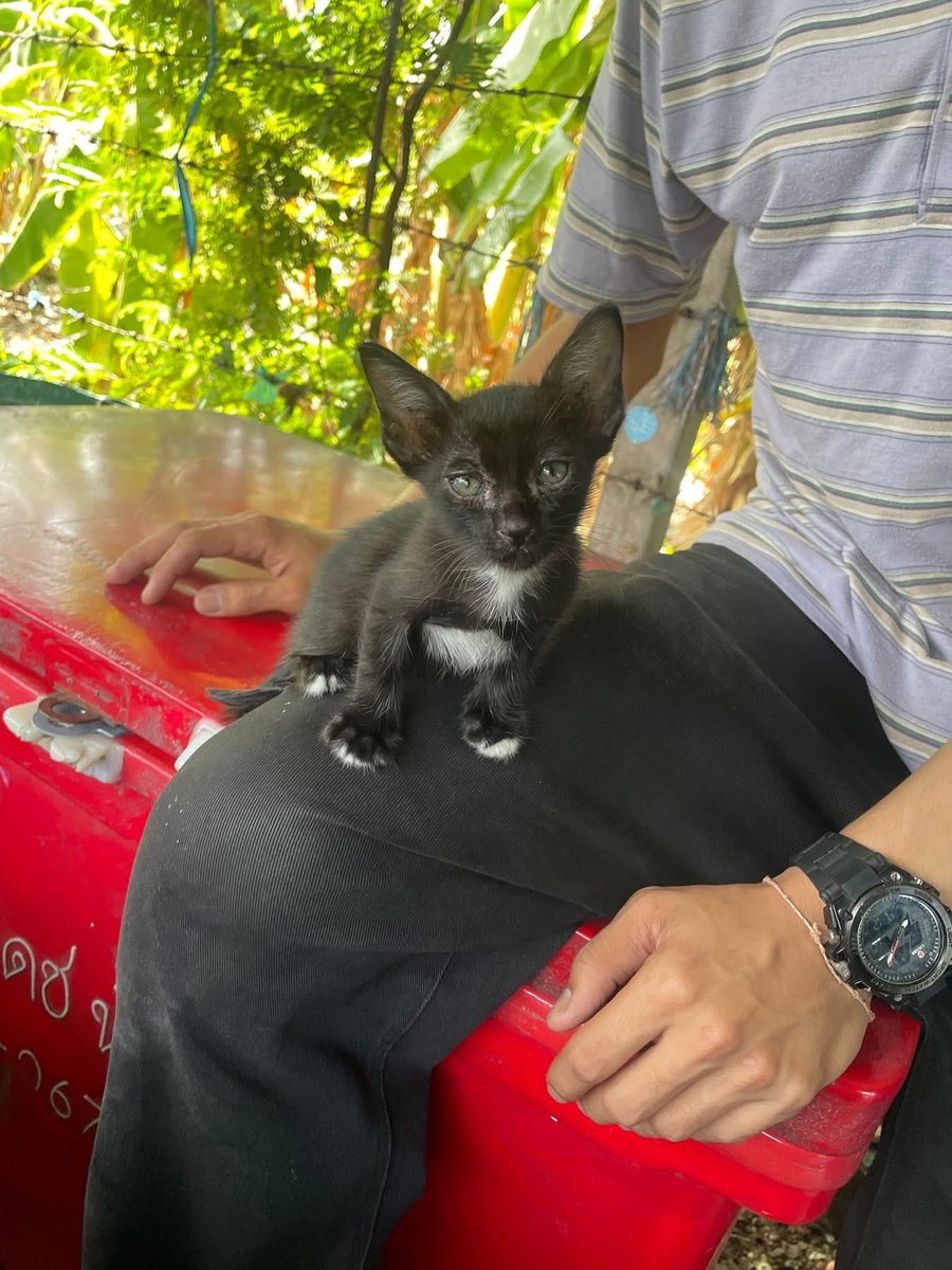 คือผมต้องทราบไหม 🐈⬛ tweet media