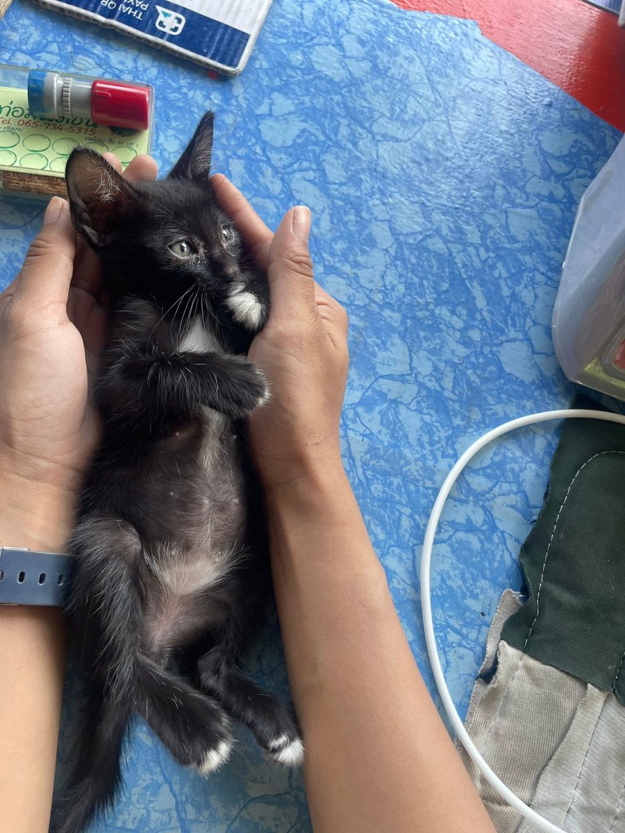 คือผมต้องทราบไหม 🐈⬛ tweet media