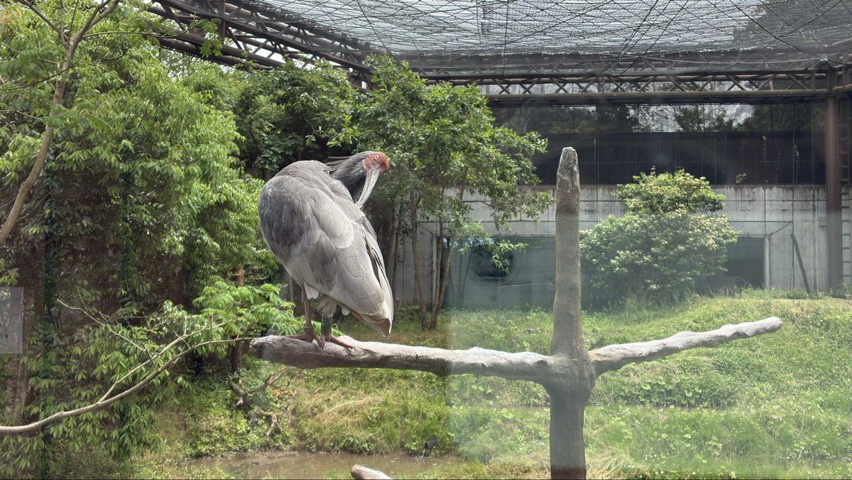 almondtt's tweet photo. 今日のいしかわ動物園！トキとシマウマ🦓にキリン🦒と､､､､家の屋根で鳴いてた謎の鳥？
 #いしかわ動物園 https://t.co/s0SPlQDqF7