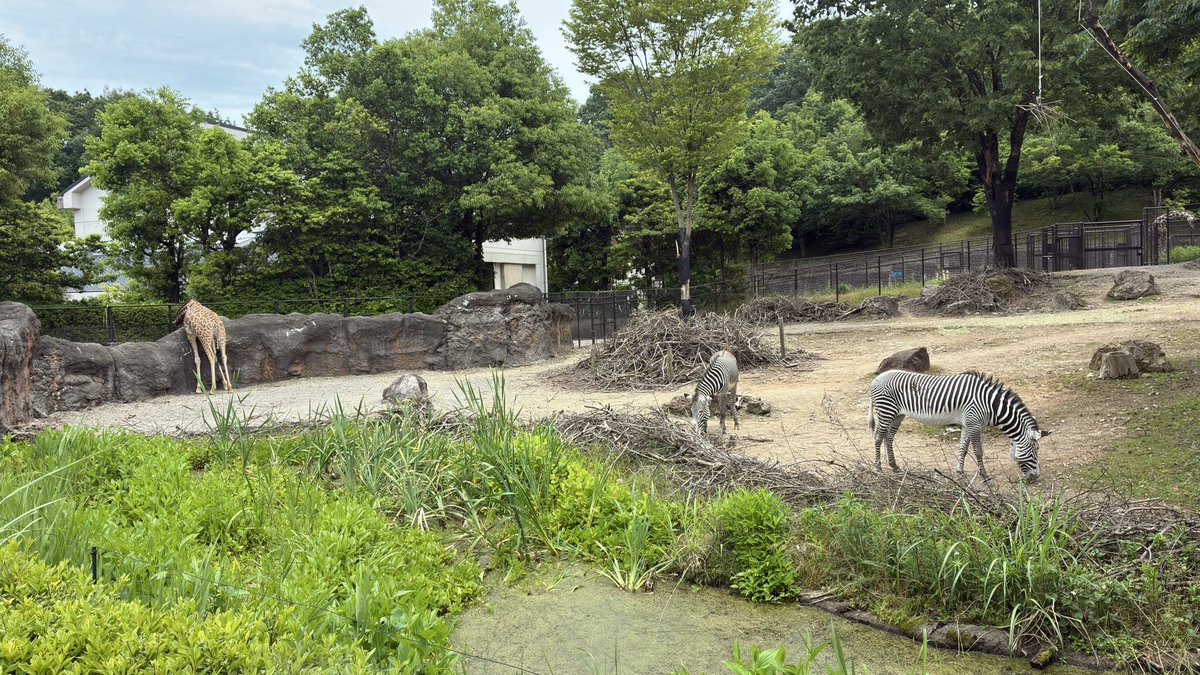 almondtt's tweet photo. 今日のいしかわ動物園！トキとシマウマ🦓にキリン🦒と､､､､家の屋根で鳴いてた謎の鳥？
 #いしかわ動物園 https://t.co/s0SPlQDqF7