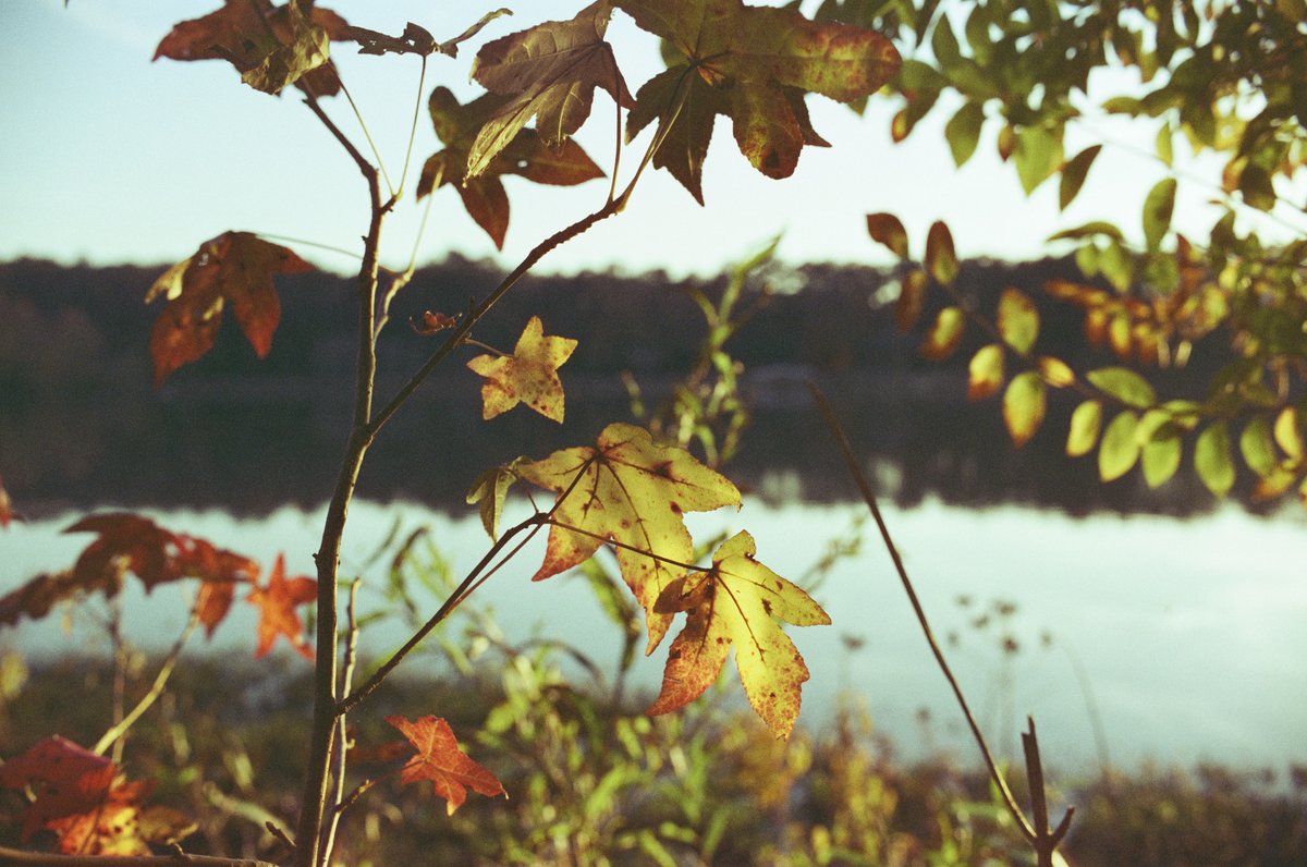 RaymondDukes706's tweet photo. Fall color from another old roll of film recently developed.
#FilmPhotography #FallColor #FallFoliage
https://t.co/nFIKfkLRHN https://t.co/RCZGVML4mq