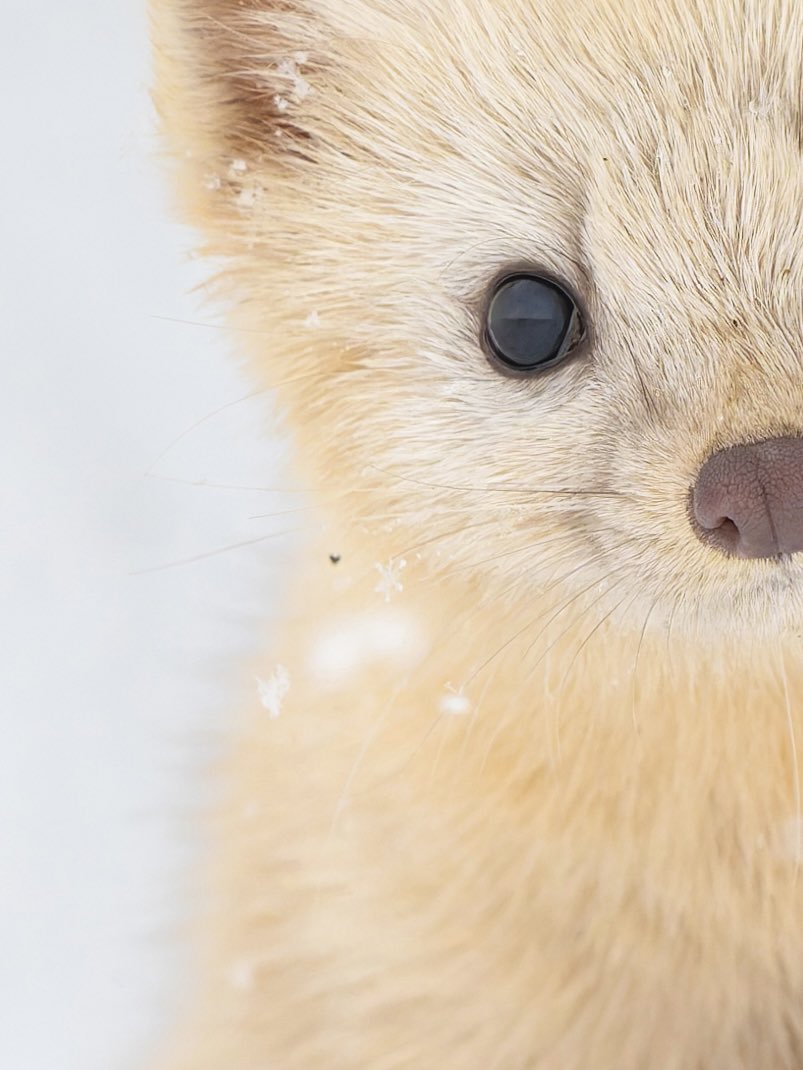 yuruirui44's tweet photo. 40万円のレンズで撮影すると髭についた雪の結晶までうつります❄️

NIKKOR Z 135mm f/1.8 S Plena https://t.co/7ofG0Emp3m