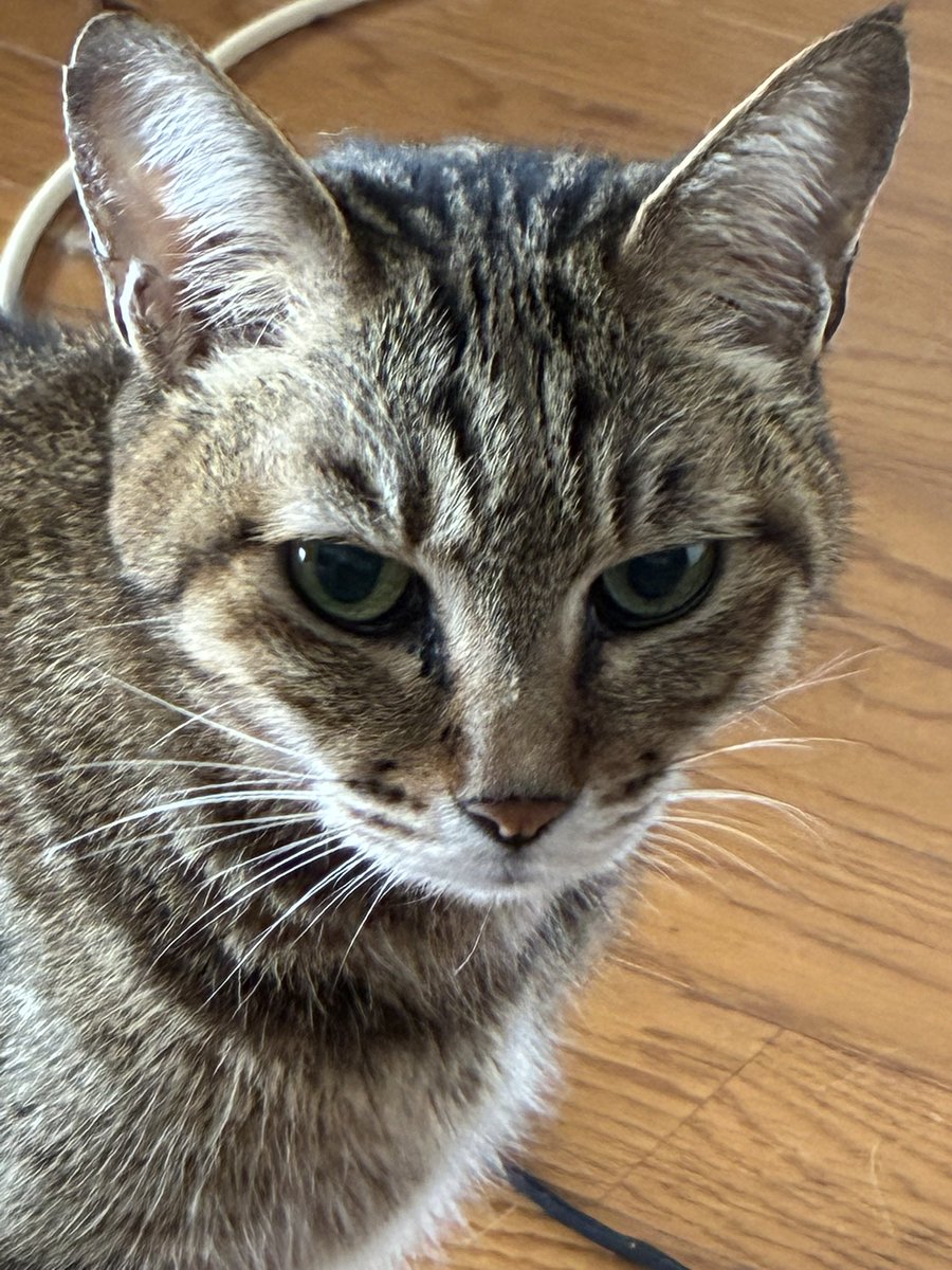 🐾hirohiroᓚᘏᗢ 🐾 tweet media