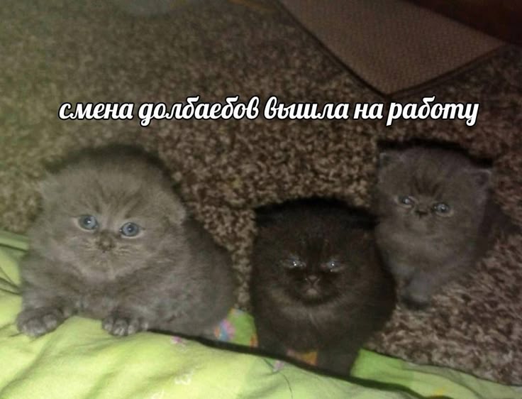 рейджи ;: tweet media