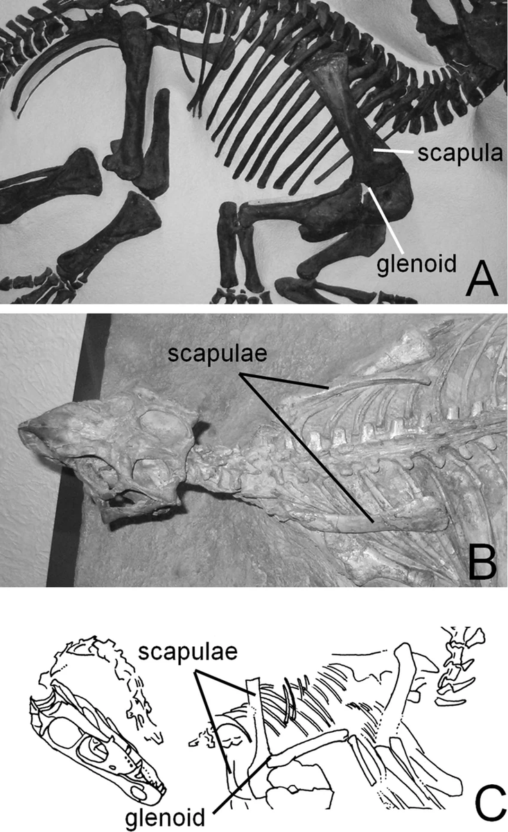 Guanlong_wucaii's tweet photo. #恐竜復元教室
"Resting Orientations of Dinosaur Scapulae and Forelimbs: A Numerical Analysis, with Implications for Reconstructions and Museum Mounts"
(Philip Senter, et al. 2015)

静止状態 (平常時) の恐竜の肩甲骨と前肢の向き
※各グループごとに角度が異なる
https://t.co/rojBHJzzck https://t.co/bLB8A3AsjM