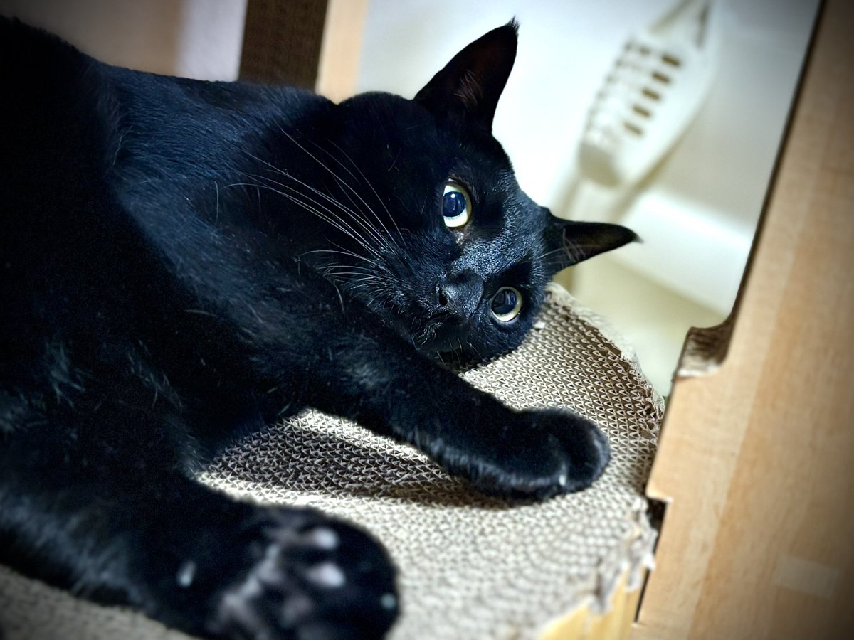 die0728's tweet photo. 今日はレト君4歳の誕生日🎂㊗️🎉
まだまだ元気に走り回ってくれよな🐈‍⬛✨ https://t.co/3VNqSeIr1G