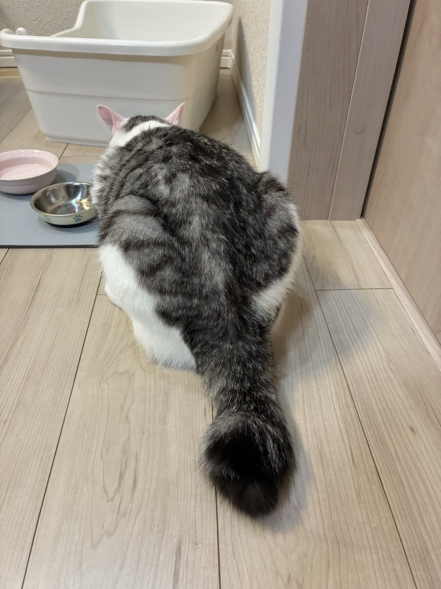 ふじぽん tweet media