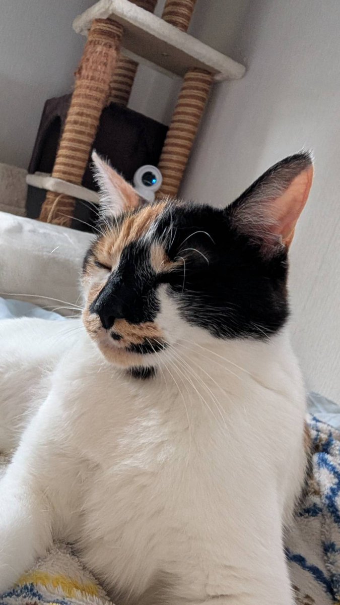 竜猫(どらねこ) tweet media