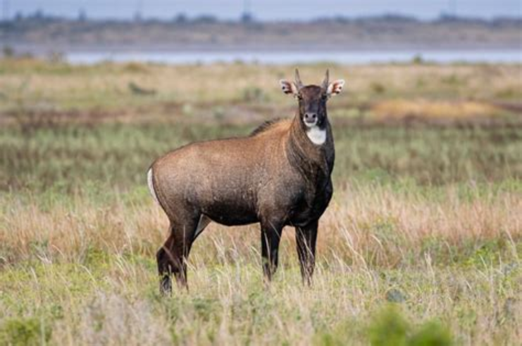 ERC3333's tweet photo. 5.27.26. The Nilgai is the largest Asian antelope.

It is native to the Indian subcontinent &amp; associated with open woodland and scrub.

Males are typically bluish-grey and larger than the tawny-brown females.

Most have white facial markings and white ‘stockings’ on the legs. https://t.co/MBrfO1dVN9