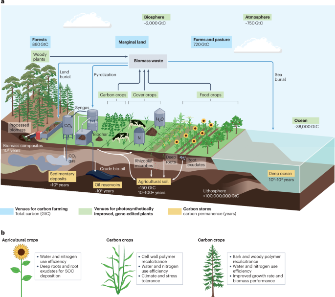 natrevbioeng's tweet photo. Genome engineering of plant photosynthesis for carbon sequestration https://t.co/y4zkKUnngI https://t.co/X2OmPvfUqb