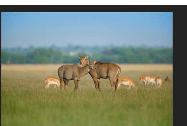 ERC3333's tweet photo. 5.27.26. The Nilgai is the largest Asian antelope.

It is native to the Indian subcontinent &amp; associated with open woodland and scrub.

Males are typically bluish-grey and larger than the tawny-brown females.

Most have white facial markings and white ‘stockings’ on the legs. https://t.co/MBrfO1dVN9
