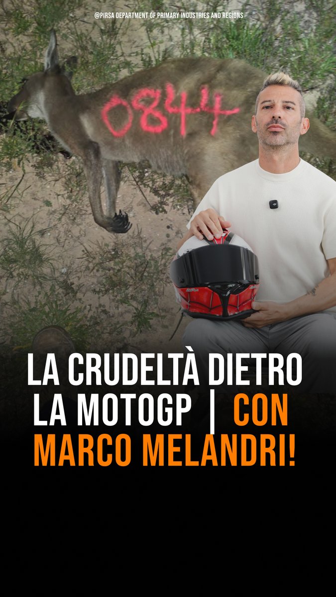 LAV_Italia's tweet photo. La maggior parte delle tute indossate dai campioni @MotoGP contiene pelle di canguro. A fianco della campagna #LAV “Ride Smart. Go Kangaroo-Free!” il campione del mondo @MarcoMelandri33. Scopri di più e ferma questa strage! #KangarooFree👉https://t.co/fSuJdnwUnC https://t.co/ToSacbXokM