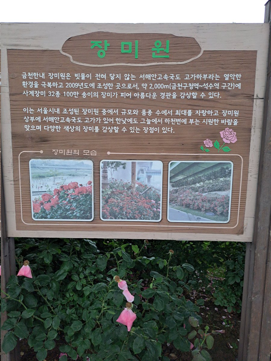 guman222's tweet photo. 장미길 장미정원 이렇게  많은 장미는 처음이다.  걷는 내내 장미냄새 알록다록 기분 좋아진다. 늦게 알게되 꽃이 덜 이쁜 때지만  내년 한창 때 꼭 다시 와야겠다. https://t.co/UQxWtJt7VD