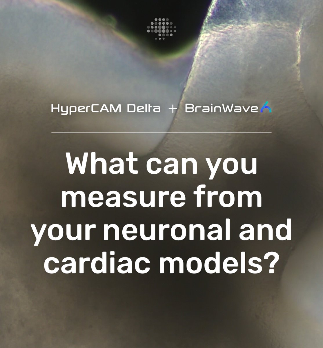 3Brain's tweet photo. One Platform. 96 Wells of Possibility.

In our last post, we explored the range of biological models supported by the HyperCAM Delta and CorePlate™ 24 & 96W. This week, we focus on the signals you can capture from each.

From fast neuronal spikes (action potentials) that can be analyzed to reveal single-cell activity and network dynamics of neuronal cultures and brain organoids, to brain organoid field potentials, through to physiologically relevant cardiac waveforms from cardiomyocytes, every signal is captured with precision and clarity.

Simultaneous recording across all wells and electrodes allows you to observe complex behaviors, compare conditions side by side, and accelerate decision making.

Stay tuned, next, we’ll take a closer look at a screening example of NBQX & AP5 on Rat Primary Hippocampal Cells with CorePlate™ 24W.