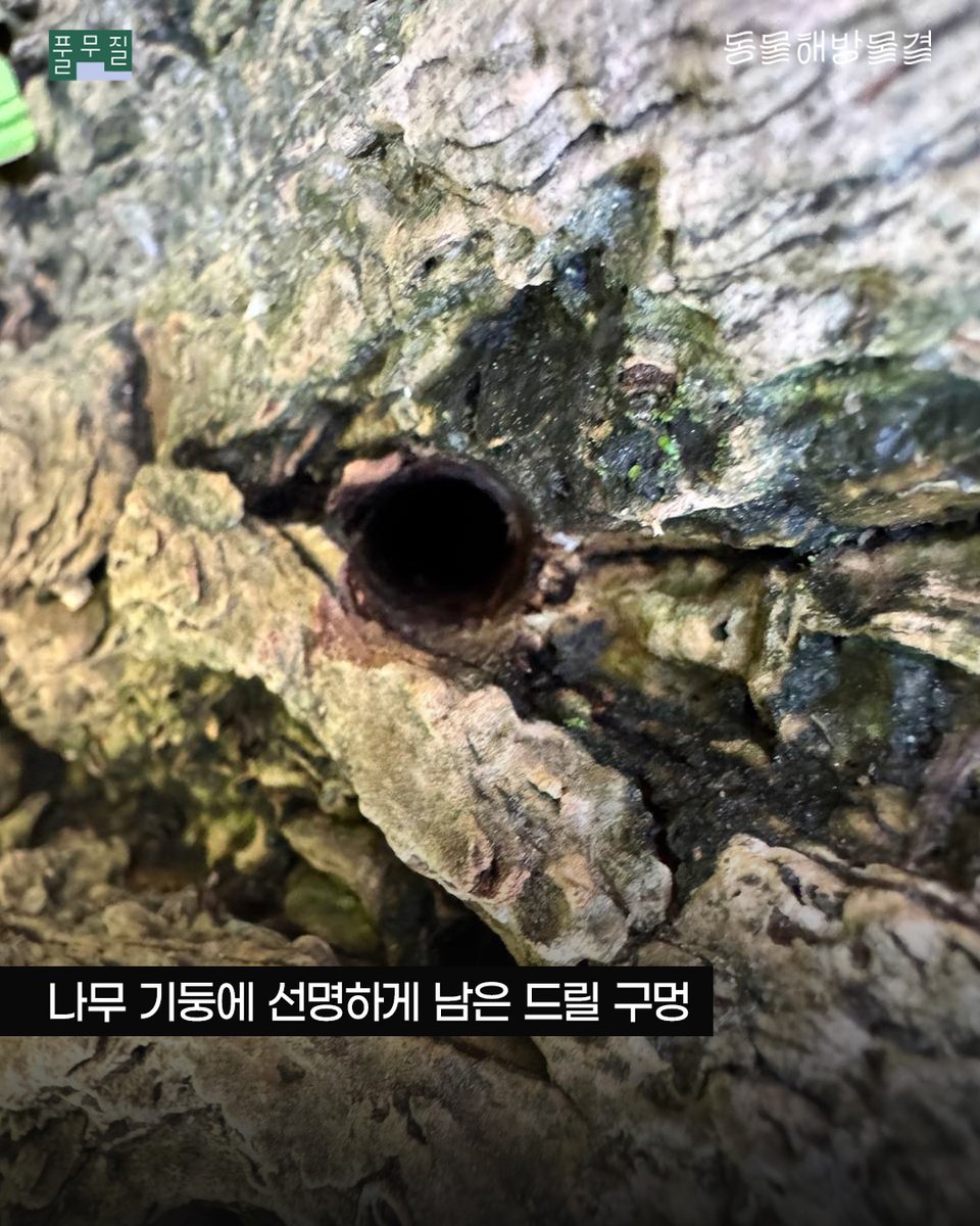 donghaemul_kr's tweet photo. 지난 22일, 서울 종로구 부암동 환기미술관 옆길을 오랜 시간 지켜온 은행나무에서 참혹한 생명 훼손 정황이 확인됐습니다.

최근까지 푸르던 나무가 갑자기 잎을 무수히 떨구고, 나무껍질이 변해가는 모습을 이상하게 여긴 주민들과 경찰이 인근 CCTV를 확인한 결과, 누군가 나무에 드릴로 구멍을 뚫고 플라스틱 주입기를 삽입하는 장면이 포착되었습니다. 이후 미술관 관계자는 지난달 나무뿌리 인근에 여러 개의 구멍을 뚫고 제초제를 주입한 사실을 시인했습니다.

종로구청에 따르면 지난해 말, 미술관 외벽이 무너질 위험이 있다는 민원이 접수되었으나 안전진단 결과 위험성이 인정되지 않아 나무 제거 불가 판단이 내려졌습니다. 이에 미술관 측은 제초제를 주입해 나무를 죽이는 잔인한 폭력을 선택한 것입니다. 현재 은행나무의 상태는 급격히 악화하고 있으며, 이미 상부 가지 상당수가 죽은 것으로 전해졌습니다. 

살림의 가치는 모든 생명을 위한 것입니다. 200년이라는 경이로운 세월 동안 묵묵히 그 자리를 지키며 부암동 주민들에게 그늘과 쉼터가 되어준 이 고목의 생명권 역시 온전히 존중받아야 마땅합니다.

현장을 확인한 종로구청 관계자들은 은행나무가 사유지에 있기 때문에 직접 관여할 수 없다는 입장을 밝혔다고 하는데요. 말라가는 부암동 은행나무가 추가적인 훼손 없이 보호받고, 다시 초록의 숨을 쉴 수 있도록 실질적인 대책과 조치가 마련되어야 합니다!

은행나무를 살리기 위한 부암동 주민들의 간절함과 생명 살림의 연대에 힘을 보태어 주시길 바랍니다. 관련 내용을 주변에 널리 공유하고, 우리의 목소리가 전해지도록 함께 행동해 주세요!

📢 은행나무를 위해 지금 할 수 있는 일

1. 환기미술관(@whankimuseum) 태그하고, 진심 어린 사과와 책임 있는 피해 복구를 요구해 주세요.

2. 종로구청의 적극적인 행정 조치 요구하기
👉 국민신문고(https://t.co/cNpDMH0Khe) 로그인 ‣ 민원내용 작성 ‣ 처리기관 직접 선택(지방자치단체 ‣ 서울특별시 종로구)
👉 민원 예시: "부암동 환기미술관 옆 은행나무에 대한 긴급 수목 치료 및 보호 조치를 마련하고, 심각한 자연 훼손을 저지른 미술관에 대한 철저한 관리감독을 촉구합니다."