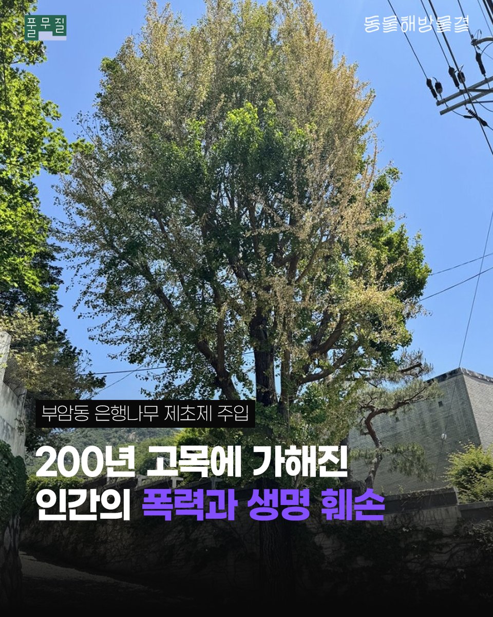 donghaemul_kr's tweet photo. 지난 22일, 서울 종로구 부암동 환기미술관 옆길을 오랜 시간 지켜온 은행나무에서 참혹한 생명 훼손 정황이 확인됐습니다.

최근까지 푸르던 나무가 갑자기 잎을 무수히 떨구고, 나무껍질이 변해가는 모습을 이상하게 여긴 주민들과 경찰이 인근 CCTV를 확인한 결과, 누군가 나무에 드릴로 구멍을 뚫고 플라스틱 주입기를 삽입하는 장면이 포착되었습니다. 이후 미술관 관계자는 지난달 나무뿌리 인근에 여러 개의 구멍을 뚫고 제초제를 주입한 사실을 시인했습니다.

종로구청에 따르면 지난해 말, 미술관 외벽이 무너질 위험이 있다는 민원이 접수되었으나 안전진단 결과 위험성이 인정되지 않아 나무 제거 불가 판단이 내려졌습니다. 이에 미술관 측은 제초제를 주입해 나무를 죽이는 잔인한 폭력을 선택한 것입니다. 현재 은행나무의 상태는 급격히 악화하고 있으며, 이미 상부 가지 상당수가 죽은 것으로 전해졌습니다. 

살림의 가치는 모든 생명을 위한 것입니다. 200년이라는 경이로운 세월 동안 묵묵히 그 자리를 지키며 부암동 주민들에게 그늘과 쉼터가 되어준 이 고목의 생명권 역시 온전히 존중받아야 마땅합니다.

현장을 확인한 종로구청 관계자들은 은행나무가 사유지에 있기 때문에 직접 관여할 수 없다는 입장을 밝혔다고 하는데요. 말라가는 부암동 은행나무가 추가적인 훼손 없이 보호받고, 다시 초록의 숨을 쉴 수 있도록 실질적인 대책과 조치가 마련되어야 합니다!

은행나무를 살리기 위한 부암동 주민들의 간절함과 생명 살림의 연대에 힘을 보태어 주시길 바랍니다. 관련 내용을 주변에 널리 공유하고, 우리의 목소리가 전해지도록 함께 행동해 주세요!

📢 은행나무를 위해 지금 할 수 있는 일

1. 환기미술관(@whankimuseum) 태그하고, 진심 어린 사과와 책임 있는 피해 복구를 요구해 주세요.

2. 종로구청의 적극적인 행정 조치 요구하기
👉 국민신문고(https://t.co/cNpDMH0Khe) 로그인 ‣ 민원내용 작성 ‣ 처리기관 직접 선택(지방자치단체 ‣ 서울특별시 종로구)
👉 민원 예시: "부암동 환기미술관 옆 은행나무에 대한 긴급 수목 치료 및 보호 조치를 마련하고, 심각한 자연 훼손을 저지른 미술관에 대한 철저한 관리감독을 촉구합니다."