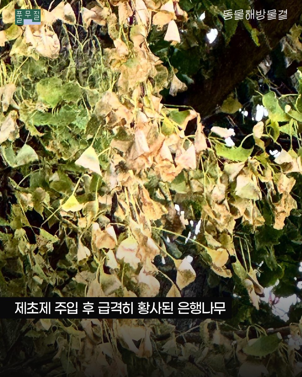 donghaemul_kr's tweet photo. 지난 22일, 서울 종로구 부암동 환기미술관 옆길을 오랜 시간 지켜온 은행나무에서 참혹한 생명 훼손 정황이 확인됐습니다.

최근까지 푸르던 나무가 갑자기 잎을 무수히 떨구고, 나무껍질이 변해가는 모습을 이상하게 여긴 주민들과 경찰이 인근 CCTV를 확인한 결과, 누군가 나무에 드릴로 구멍을 뚫고 플라스틱 주입기를 삽입하는 장면이 포착되었습니다. 이후 미술관 관계자는 지난달 나무뿌리 인근에 여러 개의 구멍을 뚫고 제초제를 주입한 사실을 시인했습니다.

종로구청에 따르면 지난해 말, 미술관 외벽이 무너질 위험이 있다는 민원이 접수되었으나 안전진단 결과 위험성이 인정되지 않아 나무 제거 불가 판단이 내려졌습니다. 이에 미술관 측은 제초제를 주입해 나무를 죽이는 잔인한 폭력을 선택한 것입니다. 현재 은행나무의 상태는 급격히 악화하고 있으며, 이미 상부 가지 상당수가 죽은 것으로 전해졌습니다. 

살림의 가치는 모든 생명을 위한 것입니다. 200년이라는 경이로운 세월 동안 묵묵히 그 자리를 지키며 부암동 주민들에게 그늘과 쉼터가 되어준 이 고목의 생명권 역시 온전히 존중받아야 마땅합니다.

현장을 확인한 종로구청 관계자들은 은행나무가 사유지에 있기 때문에 직접 관여할 수 없다는 입장을 밝혔다고 하는데요. 말라가는 부암동 은행나무가 추가적인 훼손 없이 보호받고, 다시 초록의 숨을 쉴 수 있도록 실질적인 대책과 조치가 마련되어야 합니다!

은행나무를 살리기 위한 부암동 주민들의 간절함과 생명 살림의 연대에 힘을 보태어 주시길 바랍니다. 관련 내용을 주변에 널리 공유하고, 우리의 목소리가 전해지도록 함께 행동해 주세요!

📢 은행나무를 위해 지금 할 수 있는 일

1. 환기미술관(@whankimuseum) 태그하고, 진심 어린 사과와 책임 있는 피해 복구를 요구해 주세요.

2. 종로구청의 적극적인 행정 조치 요구하기
👉 국민신문고(https://t.co/cNpDMH0Khe) 로그인 ‣ 민원내용 작성 ‣ 처리기관 직접 선택(지방자치단체 ‣ 서울특별시 종로구)
👉 민원 예시: "부암동 환기미술관 옆 은행나무에 대한 긴급 수목 치료 및 보호 조치를 마련하고, 심각한 자연 훼손을 저지른 미술관에 대한 철저한 관리감독을 촉구합니다."