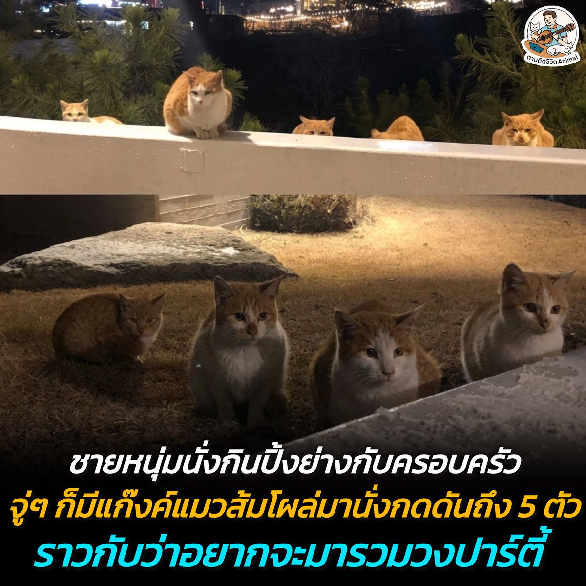 ตามติดชีวิตAnimal tweet media