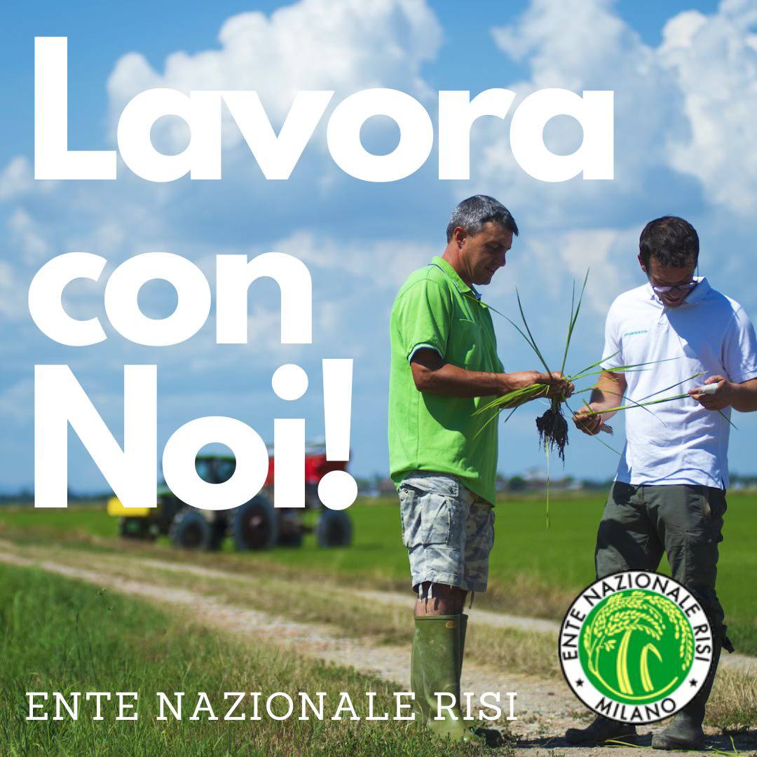 EnteRisi's tweet photo. L’Ente Nazionale Risi, ricerca personale per una “Posizione B1” a tempo det. -RIF: Diplomato per la realizzazione delle attività connesse all'accordo istituzionale con Reg. Piemonte "Monitoraggio del nematode galligeno del riso. Info: https://t.co/LyKJzpIste https://t.co/wt9MPqpIM5