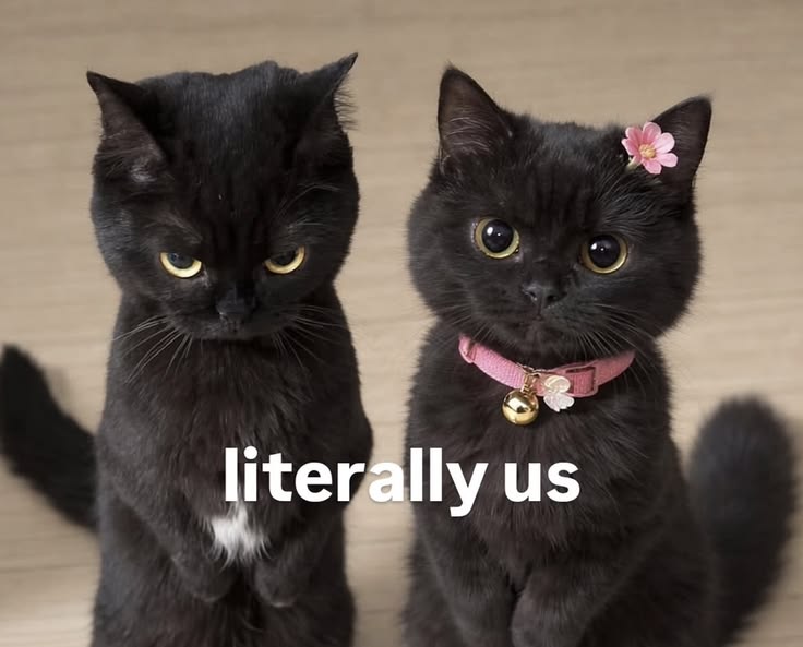 cats being cats tweet media