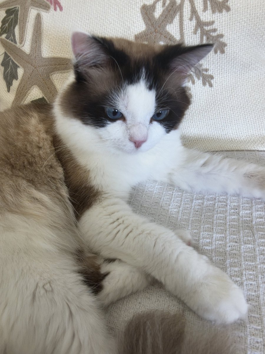 devilzdisko's tweet photo. 私のねこさま https://t.co/t70hwnpsRf