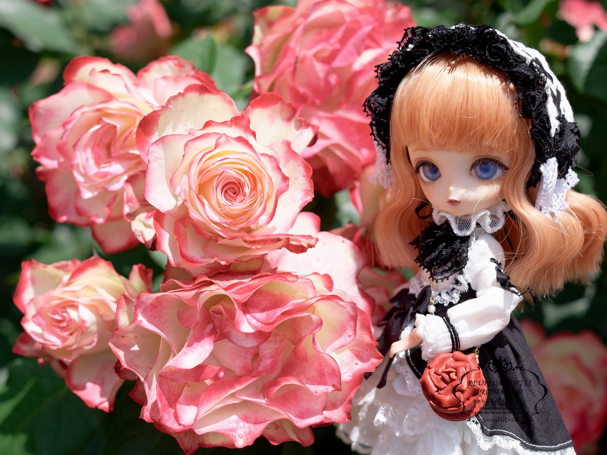 ice9forDolls's tweet photo. バラ園おでかけ📷　盛りは少し過ぎつつもきれいでした。２枚目のバラがたいへん美しかったです😍
#ハルモニアブルーム
#Harmoniabloom https://t.co/rPPvju2Tjl