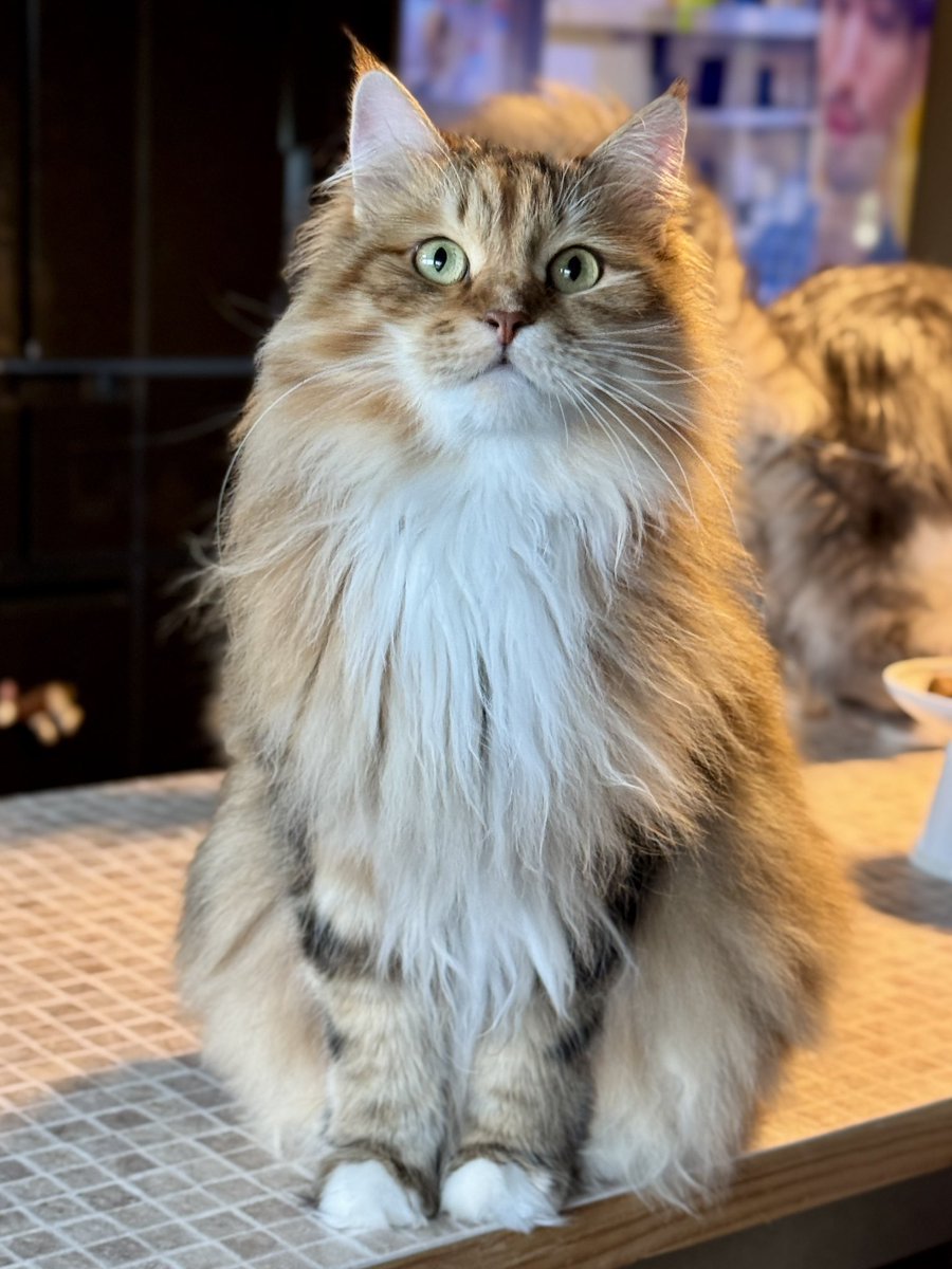 PORTA｜MaineCoon & Siberian (@pusuke44055134) / Posts / X