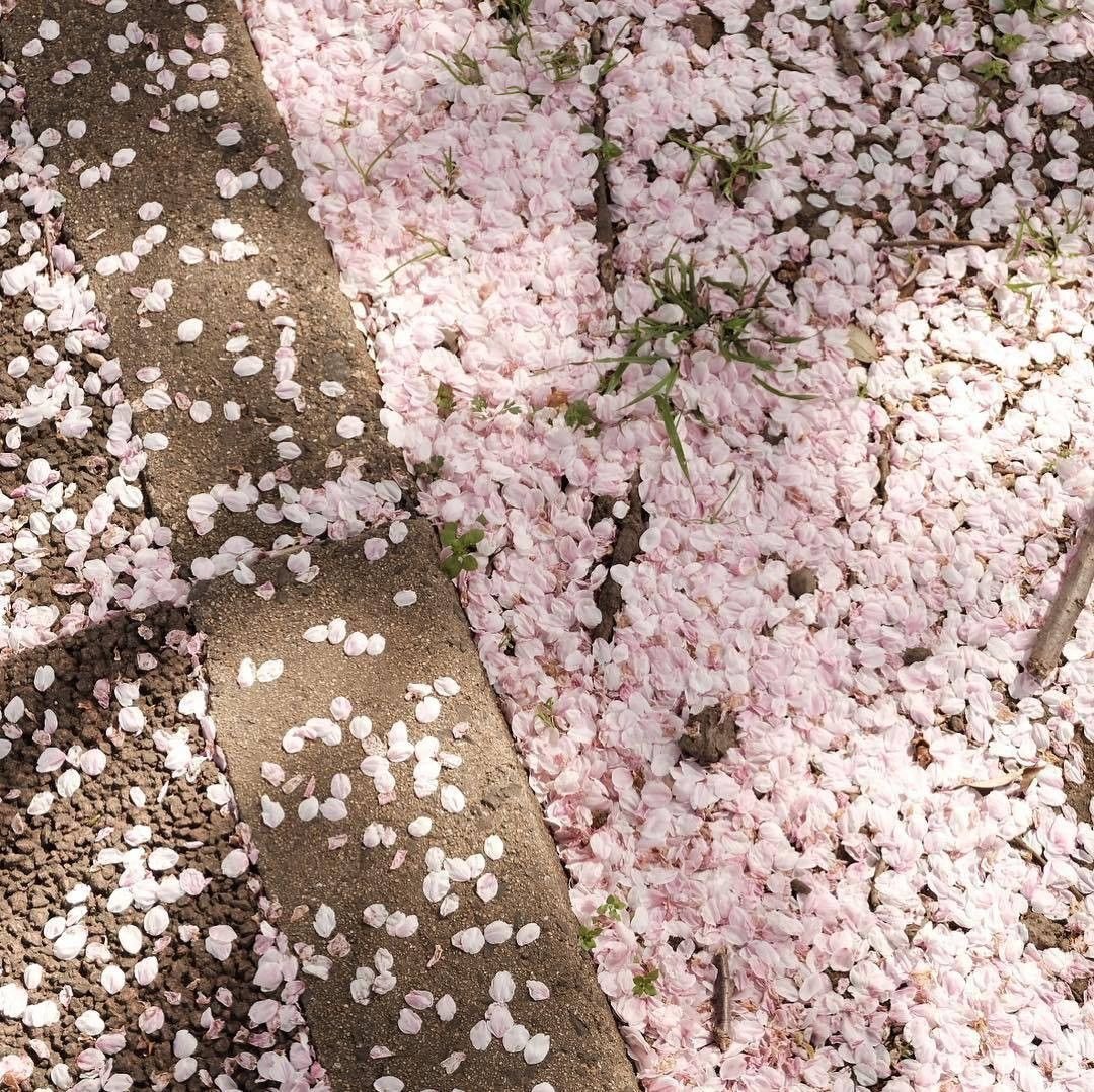 willow 。𖦹°‧ tweet media