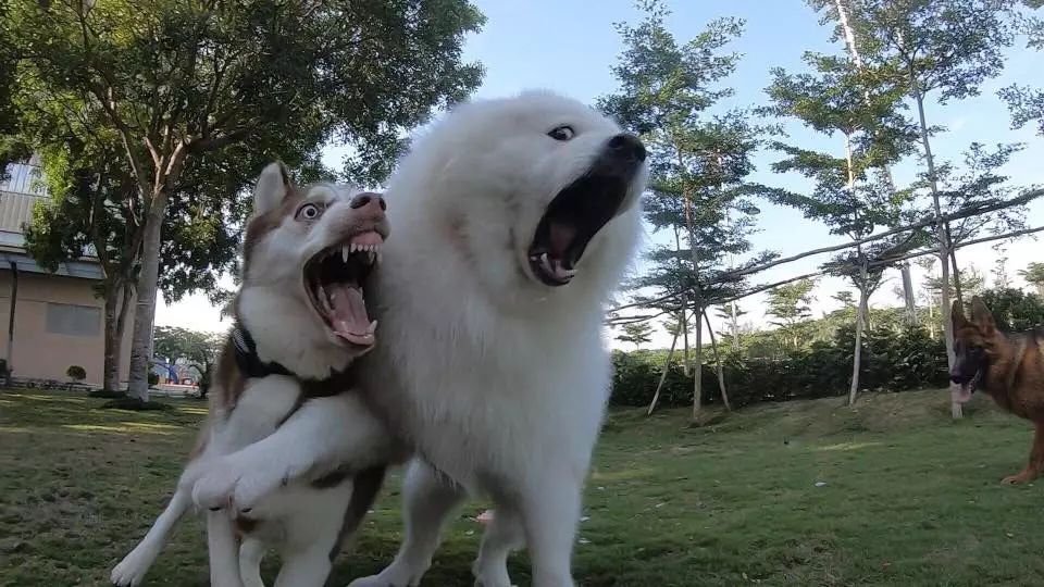 chinnamonpun's tweet photo. @0kaliz Here's a pre chomp img I found while on the search 🫡 https://t.co/Xc2oUIHbXg