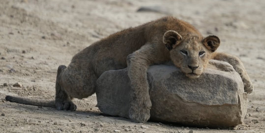 SANParks's tweet photo. Current status: waiting for the weekend. 🦁🥱
__
📷 Daniel Joe Gwerder 📍#AddoElephantNationalPark #LiveYourWild #WildBackyard #lion #wildlife #wildlifephotography https://t.co/wx92lGxYPT