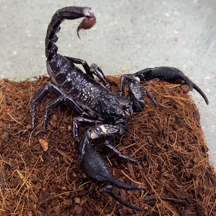 beberep4's tweet photo. 在庫紹介
･Heterometrus longimanus
(Borneo,Indonesia 単為生殖) ¥12,000-
･Heterometrus longimanus ♂
(Sumatra,Indonesia) ¥8,000-
･Heterometrus longimanus ︎︎ ♀
(Sumatra,Indonesia) ¥8,000- https://t.co/89WUYXOyCO